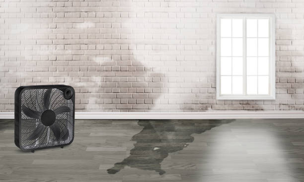 Best Local water damage restoration  in Tucumcari, NM